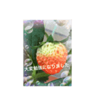 丁寧なフラワーシャワー2（個別スタンプ：3）