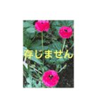 丁寧なフラワーシャワー2（個別スタンプ：7）