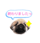 ポコ、ときどき小次郎のスタンプ（個別スタンプ：1）