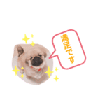 ポコ、ときどき小次郎のスタンプ（個別スタンプ：6）