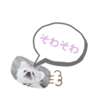 ポコ、ときどき小次郎のスタンプ（個別スタンプ：7）