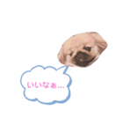 ポコ、ときどき小次郎のスタンプ（個別スタンプ：8）