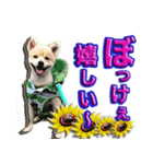 私は、ポン。ポメラニアンです。（個別スタンプ：1）