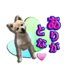 私は、ポン。ポメラニアンです。（個別スタンプ：2）