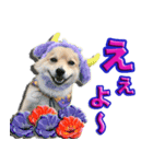 私は、ポン。ポメラニアンです。（個別スタンプ：3）