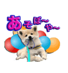私は、ポン。ポメラニアンです。（個別スタンプ：4）