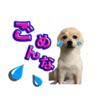 私は、ポン。ポメラニアンです。（個別スタンプ：5）