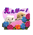 私は、ポン。ポメラニアンです。（個別スタンプ：6）