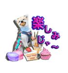 私は、ポン。ポメラニアンです。（個別スタンプ：7）
