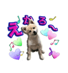 私は、ポン。ポメラニアンです。（個別スタンプ：8）