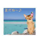 アビにゃん 夏ver.（個別スタンプ：1）