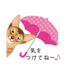 アビにゃん 夏ver.（個別スタンプ：19）