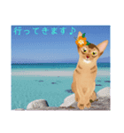 アビにゃん 夏ver.（個別スタンプ：21）