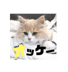 愛猫えーすの一言スタンプ（個別スタンプ：1）