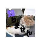愛猫えーすの一言スタンプ（個別スタンプ：3）
