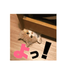 愛猫えーすの一言スタンプ（個別スタンプ：4）