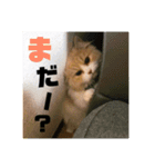 愛猫えーすの一言スタンプ（個別スタンプ：5）