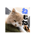 愛猫えーすの一言スタンプ（個別スタンプ：6）
