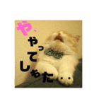 愛猫えーすの一言スタンプ（個別スタンプ：7）