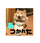 愛猫えーすの一言スタンプ（個別スタンプ：8）