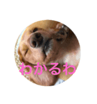 しょんぼり顔の犬（個別スタンプ：5）