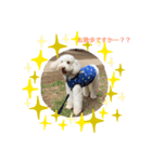 AustralianLabradoodleイサラのスタンプ（個別スタンプ：1）