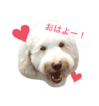 AustralianLabradoodleイサラのスタンプ（個別スタンプ：2）