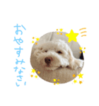 AustralianLabradoodleイサラのスタンプ（個別スタンプ：3）
