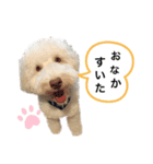 AustralianLabradoodleイサラのスタンプ（個別スタンプ：4）