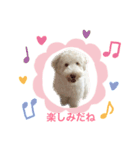 AustralianLabradoodleイサラのスタンプ（個別スタンプ：5）
