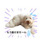 AustralianLabradoodleイサラのスタンプ（個別スタンプ：6）