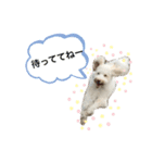 AustralianLabradoodleイサラのスタンプ（個別スタンプ：7）