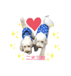 AustralianLabradoodleイサラのスタンプ（個別スタンプ：8）