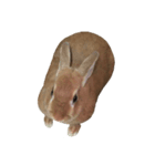 うさぎ￣(=∵=)（個別スタンプ：1）