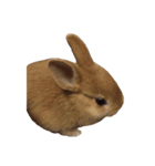 うさぎ￣(=∵=)（個別スタンプ：2）