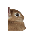 うさぎ￣(=∵=)（個別スタンプ：3）