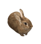 うさぎ￣(=∵=)（個別スタンプ：4）