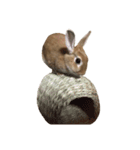 うさぎ￣(=∵=)（個別スタンプ：5）