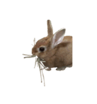 うさぎ￣(=∵=)（個別スタンプ：6）