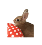 うさぎ￣(=∵=)（個別スタンプ：7）