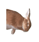 うさぎ￣(=∵=)（個別スタンプ：8）