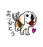 ビーグル犬ジン君10歳（個別スタンプ：4）