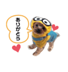 ヨーキーのぽてと君（個別スタンプ：2）