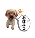 ヨーキーのぽてと君（個別スタンプ：3）
