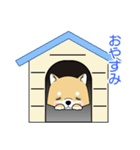 ころ柴ちゃん（個別スタンプ：4）