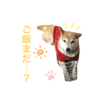 ぎんの毎日スタンプ（個別スタンプ：1）