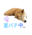 ぎんの毎日スタンプ（個別スタンプ：2）