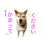 ぎんの毎日スタンプ（個別スタンプ：3）