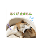 ぎんの毎日スタンプ（個別スタンプ：6）