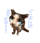 愉快な保護猫たち（個別スタンプ：2）